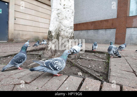 Stoke City Council verbringt mehr als jede Behörde außerhalb Londons auf taube Schädlingsprobleme. Stoke-on-Trent, Staffordshire, 17. Februar 2017 Stockfoto