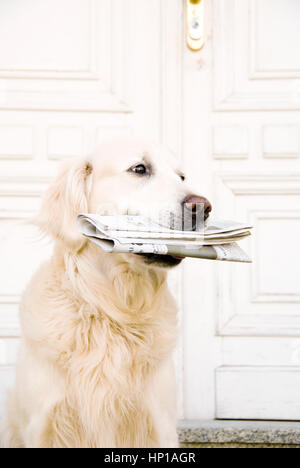 Golden Retriever Hund vor eine Haustür, eine Zeitung zu liefern Stockfoto