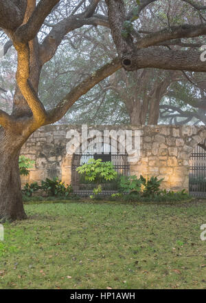 Live Oak Bäume und spanische Mission Wand auf ruhigen nebligen Morgen Stockfoto