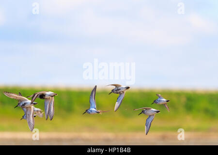 Strandläufer stieg unter den Füßen der Jäger, Frühjahr Saison Jagdtrophäen, Wildvögel, Beute, Ziel Stockfoto