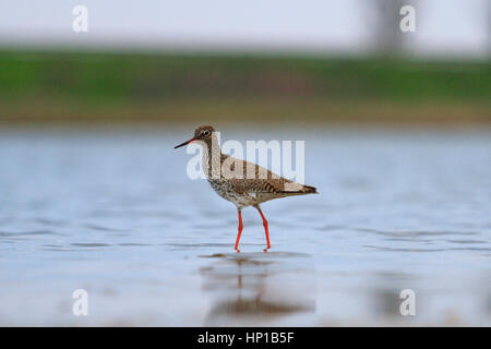 Sandpiper mit roten Beinen stehend im Mündungsgebiet, Tierwelt, Frühjahrszug, Zugvögel, Wasservögel, nördlichen Vögel Stockfoto