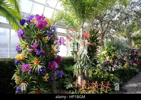 New York Botanical Garden, New York USA, 16. Februar 2017. Ein Turm von Vanda Orchideen, auch bekannt als Regenbogen Orchideen, in einer Auswahl von Farben. Teil der Orchideen anzeigen rund um das Enid A. Haupt Konservatorium für der New York Botanical Garden Orchid Jahresausstellung, die am 18. Februar 2017 eröffnet und läuft bis zum 9. April 2017. Susanne Meister / Alamy News Live Stockfoto