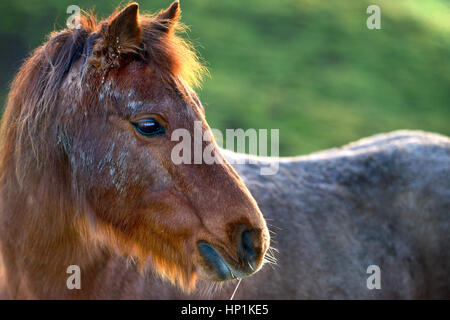 Reif, East Sussex, UK. 17. Februar 2017. Großbritannien Wetter. Ein Pferd genießt warme Abendsonne nach einem schönen Tag in East Sussex, UK. Bildnachweis: Peter Cripps/Alamy Live-Nachrichten Stockfoto