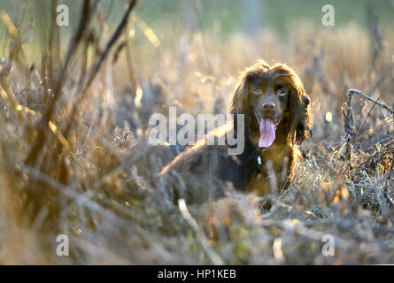 Reif, East Sussex, UK. 17. Februar 2017. Großbritannien Wetter. Eine Cocker Spaniel genießt warme Abendsonne nach einem schönen Tag in East Sussex, UK. Bildnachweis: Peter Cripps/Alamy Live-Nachrichten Stockfoto