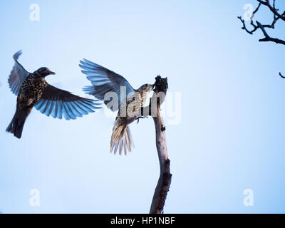 Manchester, UK. 16. Februar 2017. Zwei Singdrosseln im Flug gefangen, da man auf einem Ast eines Baumes landet und dann wieder, in einem Park in Manchester Credit startet: Chris Rogers/Alamy Live News Stockfoto