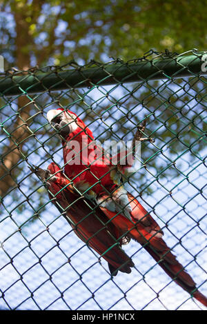 Neckar-Insel, Karibik, British Virgin Islands. 17. November 2014. Ein Ara Vogel. Bildnachweis: Mark Greenberg/ZUMA Draht/Alamy Live-Nachrichten Stockfoto