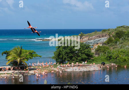 Neckar-Insel, Karibik, British Virgin Islands. 17. November 2014. Einer der Flamingo Lagunen auf Necker Island. Bildnachweis: Mark Greenberg/ZUMA Draht/Alamy Live-Nachrichten Stockfoto