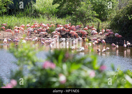 Neckar-Insel, Karibik, British Virgin Islands. 17. November 2014. Flamingos auf Necker Island. Bildnachweis: Mark Greenberg/ZUMA Draht/Alamy Live-Nachrichten Stockfoto