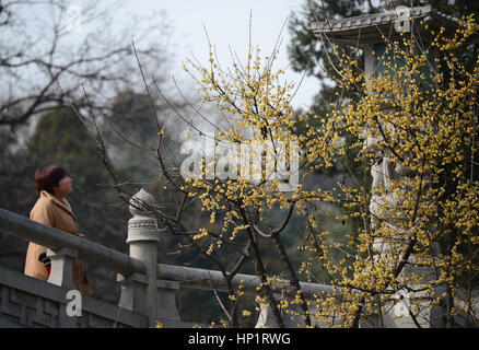 Xi ' an, der chinesischen Provinz Shaanxi. 18. Februar 2017. Ein Besucher sieht Wintersweet Blüten im Xingqinggong Park in Xi ' an, Hauptstadt der Nordwesten der chinesischen Provinz Shaanxi, 18. Februar 2017. Bildnachweis: Shao Rui/Xinhua/Alamy Live-Nachrichten Stockfoto