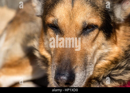 Deutscher Schäferhund Closeup Hund portrait Stockfoto