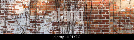 Alte Mauer mit Weinreben und weiße Farbe für Hintergrund Stockfoto