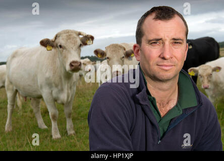 Rinderzüchter james Klein mit seiner Herde von Weiss gezüchtet beef Shorthorn cattle auf seiner Farm in die Mendip Hills, Somerset, Großbritannien Stockfoto