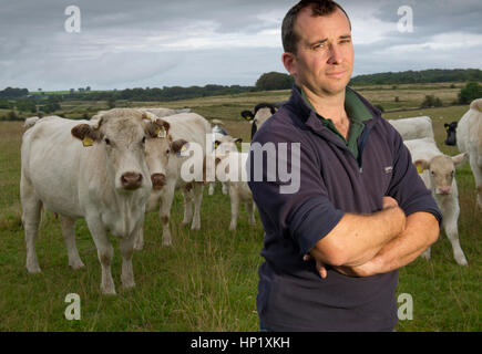 Rinderzüchter james Klein mit seiner Herde von Weiss gezüchtet beef Shorthorn cattle auf seiner Farm in die Mendip Hills, Somerset, Großbritannien Stockfoto