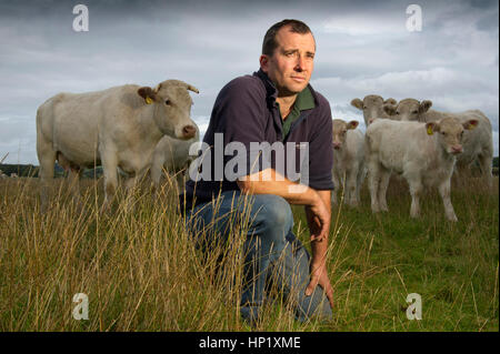 Rinderzüchter james Klein mit seiner Herde von Weiss gezüchtet beef Shorthorn cattle auf seiner Farm in die Mendip Hills, Somerset, Großbritannien Stockfoto