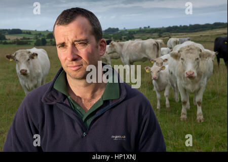 Rinderzüchter james Klein mit seiner Herde von Weiss gezüchtet beef Shorthorn cattle auf seiner Farm in die Mendip Hills, Somerset, Großbritannien Stockfoto