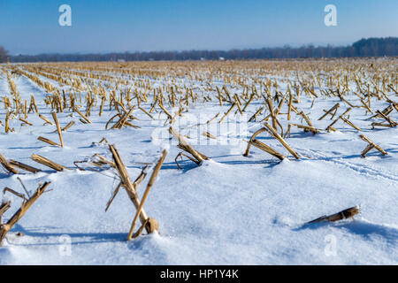 Abgeernteten Maisfeld im Winter mit Schnee bedeckt Stockfoto