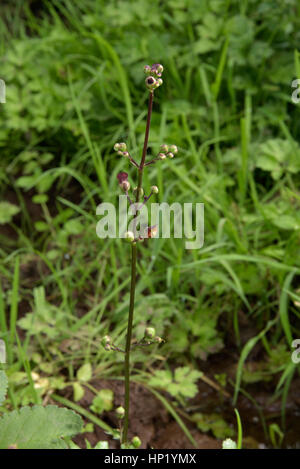 Wasser Braunwurz, Scrophularia auriculata Stockfoto