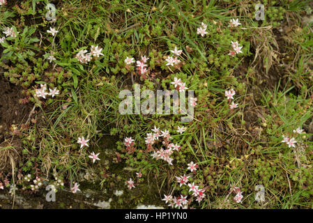 Englisch, Fetthenne Sedum anglicum wachsenden mit Schafsmilch Sauerampfer Stockfoto