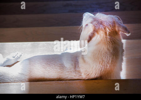 Hund, nehmen ein Sonnenbad auf der Treppe Stockfoto