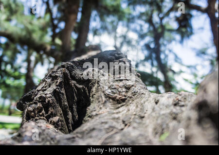 Stamm-Kiefer mit einem Loch an der Wurzel. Stockfoto