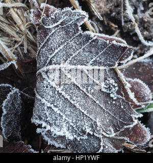 Nahaufnahme eines gefrorenen Blattes mit Eiskristallen Stockfoto