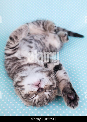 Kleine graue Katze schläft auf blauen Tupfen Decke Stockfoto