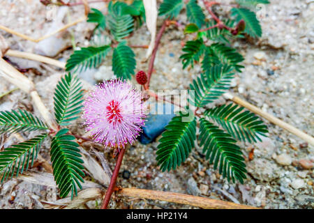 Closeup, zarte Pflanze Blume, Mimose Stockfoto