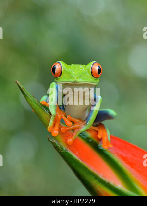 Red-eyed Laubfrosch im Regenwald von Costa Rica Stockfoto
