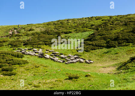 Eine Herde von Schafen auf Almen in Karpaten Stockfoto