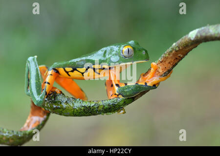 Eine seltene herrliche Blatt Frosch im Tieflandregenwald Costa Rica Stockfoto