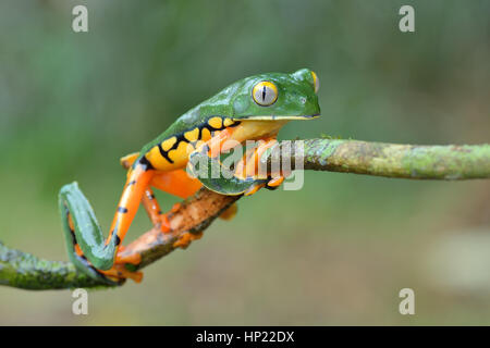 Eine seltene herrliche Blatt Frosch im Tieflandregenwald Costa Rica Stockfoto