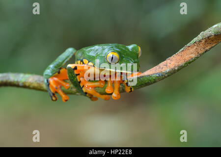 Eine seltene herrliche Blatt Frosch im Tieflandregenwald Costa Rica Stockfoto