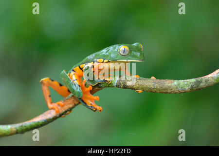 Eine seltene herrliche Blatt Frosch im Tieflandregenwald Costa Rica Stockfoto