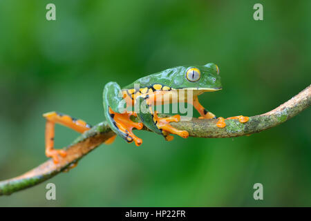 Eine seltene herrliche Blatt Frosch im Tieflandregenwald Costa Rica Stockfoto