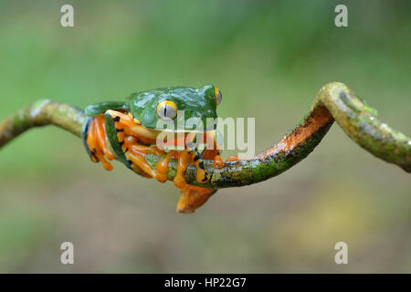 Eine seltene herrliche Blatt Frosch im Tieflandregenwald Costa Rica Stockfoto