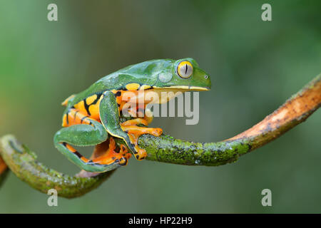 Eine seltene herrliche Blatt Frosch im Tieflandregenwald Costa Rica Stockfoto