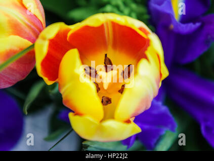 Orange Tulpe auf dem Hintergrund des blauen Schwertlilien. Stockfoto