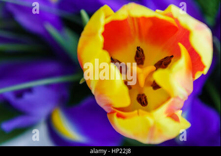 Orange Tulpe auf dem Hintergrund des blauen Schwertlilien. Stockfoto