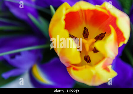 Orange Tulpe auf dem Hintergrund des blauen Schwertlilien. Stockfoto