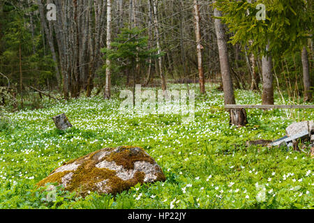 Frühling ist die Zeit für diese schöne Blume. Schneeglöckchen-Anemone. Wiese und großer Stein Stockfoto