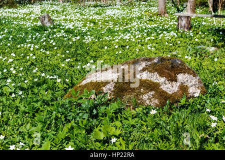 Frühling ist die Zeit für diese schöne Blume. Schneeglöckchen-Anemone. Wiese und großer Stein Stockfoto