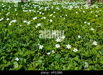 Frühling ist die Zeit für diese schöne Blume. Schneeglöckchen-Anemone. Wiese Stockfoto