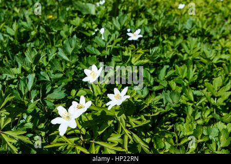 Frühling ist die Zeit für diese schöne Blume. Schneeglöckchen-Anemone. Wiese Stockfoto