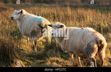 Ein Porträt von zwei Ewe ist die schwache Wintersonne in einem Feld in Nord-West, Irland, County Donegal genießen. Stockfoto