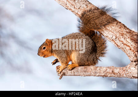 Östlichen Fuchs, Eichhörnchen, IDaho Stockfoto