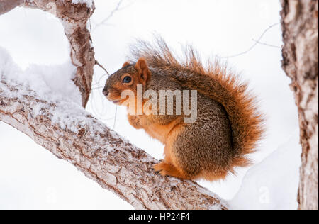 Östlichen Fuchs, Eichhörnchen, IDaho Stockfoto