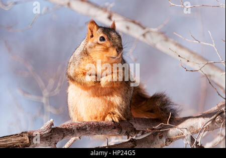 Östlichen Fuchs, Eichhörnchen, IDaho Stockfoto