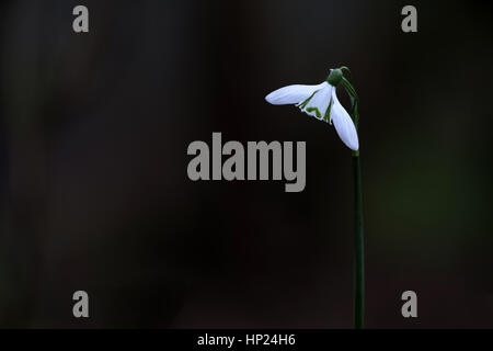 Schneeglöckchen (Galanthus) in voller Blüte im späten Winter, Vorfrühling, wachsen im Wald. Stockfoto