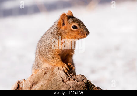 Östlichen Fuchs, Eichhörnchen, IDaho Stockfoto