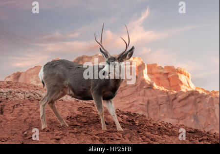 Maultier-Rotwild, Capitol Reef National Park, Utah Stockfoto
